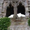 3 Guiche - le chateau fenetres geminees - photo JP Lescarret